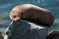 California sea lion in afternoon sun