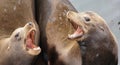 California sea lion barking Royalty Free Stock Photo