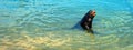 California Sea Lion barking loudly in the sun in marina in Cabo San Lucas Baja Mexico Royalty Free Stock Photo