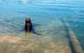 California Sea Lion `barking` in marina in Cabo San Lucas Baja Mexico Royalty Free Stock Photo