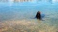 California Sea Lion bellowing loudly in marina in Cabo San Lucas Baja Mexico Royalty Free Stock Photo