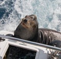 California Sea Lion on boat in Cabo San Lucas harbor in Baja Mexico Royalty Free Stock Photo