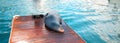 California Sea Lion on boat dock in Cabo San Lucas Baja Mexico Royalty Free Stock Photo