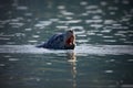 California sea lion bull opens its mouth wide while taking a breath on the surface of a harbour