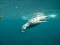 California sea lion diving underwater.