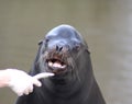 California sea lion eating Royalty Free Stock Photo