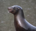 California sea lion eating Royalty Free Stock Photo