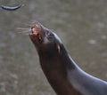 California sea lion eating Royalty Free Stock Photo