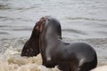 California sea lion fighting Royalty Free Stock Photo