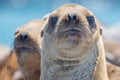 California sea lion and friend looking tough Royalty Free Stock Photo