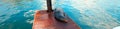 California Sea Lion on harbor boat dock in Cabo San Lucas Baja Mexico Royalty Free Stock Photo