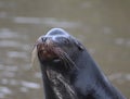 California sea lion head Royalty Free Stock Photo