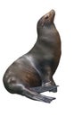California sea lion isolated on white background Royalty Free Stock Photo