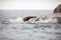 A California Sea Lion jumps and leaps into the Pacific Ocean