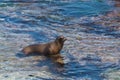 California Sea Lion at La Jolla Cove Royalty Free Stock Photo