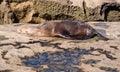 A California Sea Lion laying on a rock Royalty Free Stock Photo