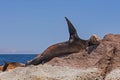 Sea Lion Lounging on Rocks in Baja Royalty Free Stock Photo