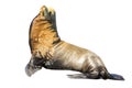 California Sea Lion Royalty Free Stock Photo
