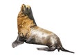 California Sea Lion Royalty Free Stock Photo