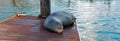 California Sea Lion on marina boat dock in Cabo San Lucas Baja Mexico