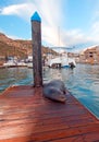 California Sea Lion on marina boat dock in Cabo San Lucas Baja Mexico Royalty Free Stock Photo