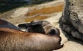 California sea lion, mother with pup