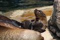 California sea lion, mother with pup