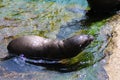 California sea lion pup