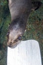 california sea lion puppy biting and playing with scuba diver fin underwater Royalty Free Stock Photo