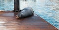 California Sea Lion resting on boat dock in Cabo San Lucas marina in Cabo San Lucas Baja Mexico Royalty Free Stock Photo