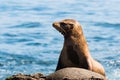California Sea Lion Resting on Rock in La Jolla, California Royalty Free Stock Photo