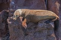 Sea Lion Resting on Rocks in Baja