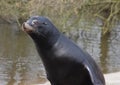 California sea lion on rock Royalty Free Stock Photo