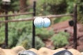 California Sea Lion Show - Zalophus californianus