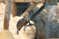 California Sea Lion Show - Zalophus californianus