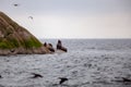 A California Sea Lion sits on the water`s edge of a rock