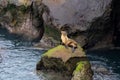 California Sea Lion sitting on rocks La Jolla Beach Royalty Free Stock Photo