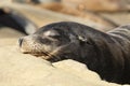 California sea lion sleeping on a rock Royalty Free Stock Photo