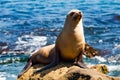 California Sea Lion Sunning on Rock in La Jolla, California Royalty Free Stock Photo