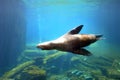 California sea lion swim underwater