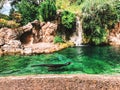 California sea lion swimming in a pool inside The Queens Zoo Royalty Free Stock Photo