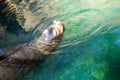 California sea lion take a breath above the water