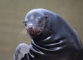 California sea lion wave Royalty Free Stock Photo