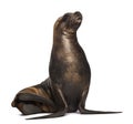 California Sea Lion, 17 years old Royalty Free Stock Photo