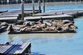 California Sea Lions Pier 39 San Francisco 21