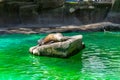 California sea lion Zalophus californianus in Barcelona Zoo