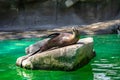 California sea lion Zalophus californianus in Barcelona Zoo