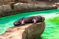 California sea lion Zalophus californianus in Barcelona Zoo