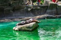 California sea lion Zalophus californianus in Barcelona Zoo