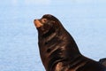 California Sea Lion (Zalophus californianus)